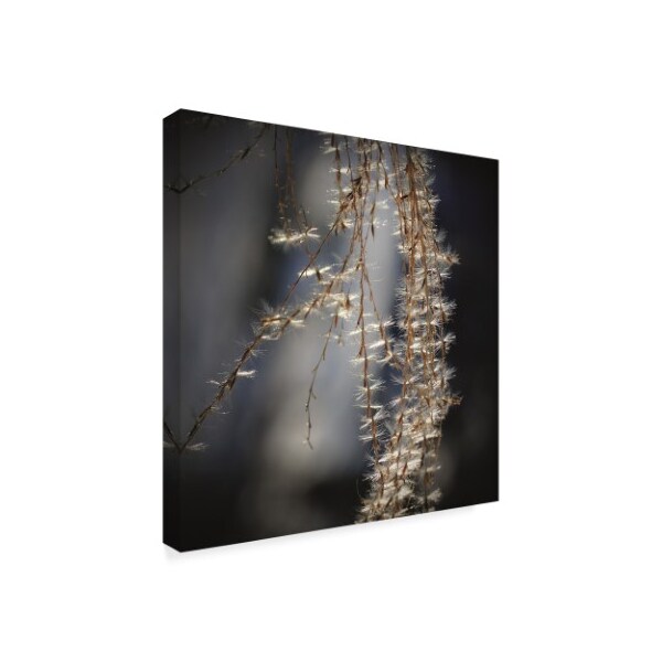 Christine Sainte-Laudy 'Iridescent' Canvas Art,24x24